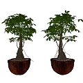 Two Bonsai Potted Plants With Lush Green Leaves And Brown Coconut Shell Planters