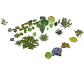 Various Shaped And Flowering Shrub Varieties For Garden Landscaping Design