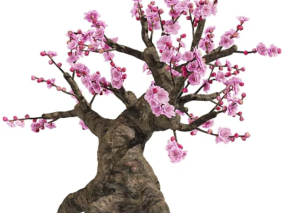 Elegant Ornamental Tree With Pink Blossoms And Thick Gnarled Trunk 3d model