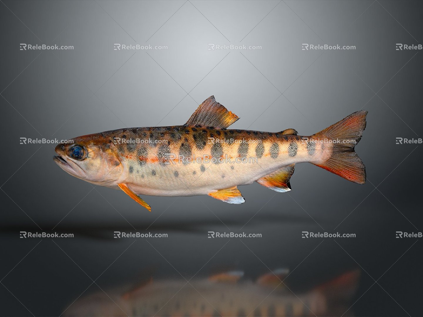 Catfish Carp Sturgeon Bass Freshwater Fish Various Carp Grass Carp Crucian Carp 3d model