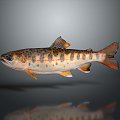 Catfish Carp Sturgeon Bass Freshwater Fish Various Carp Grass Carp Crucian Carp 3d model