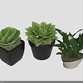 Three Potted Succulents And Leafy Green Plants In Black And White Pots