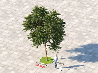 Arbor With Height And Crown Width Measurement On Paved Ground With Human Figure 3d model