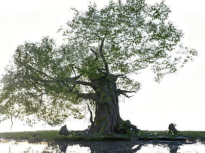 Lush Green Ancient Tree with Thick Trunk Growing by Water and Grassland 3d model