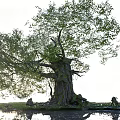 Lush Green Ancient Tree with Thick Trunk Growing by Water and Grassland
