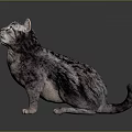 Realistic Gray Black Tabby Cat Sitting And Looking Up On Dark Background