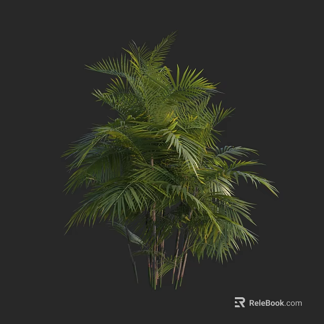Palm Tree With Lush Green Fronds And Slender Trunks In Tropical Foliage 3d model 