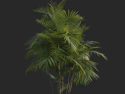 Palm Tree With Lush Green Fronds And Slender Trunks In Tropical Foliage 3d model