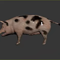Spotted Pig With Black Spots Standing On Gray Background 3d model
