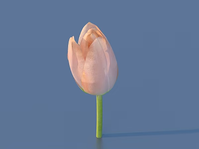 Beautiful Single Pink Tulip With Green Stem On Blue Background 3d model