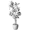 Potted Bonsai Plant With Lush Green Broad Leaves And Multiple Branches In Natural Terracotta Pot