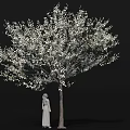 Flowering Arbor Adorned with Abundant White Blossoms and Standing Statue Detailed Close Up