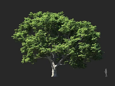 Large Leafy Arbor With Dense Green Foliage Thick Trunk And Human Figure For Scale 3d model