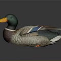 Duck With Green Head Orange Beak Gray Brown Body And Blue Feather Wings