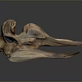 Parrot Skull Hawk Skull Bird Skull Bird Fossil Life Supplies 3d model