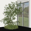 Bonsai Potted Plant With Lush Green Leaves Near Window Glass Door