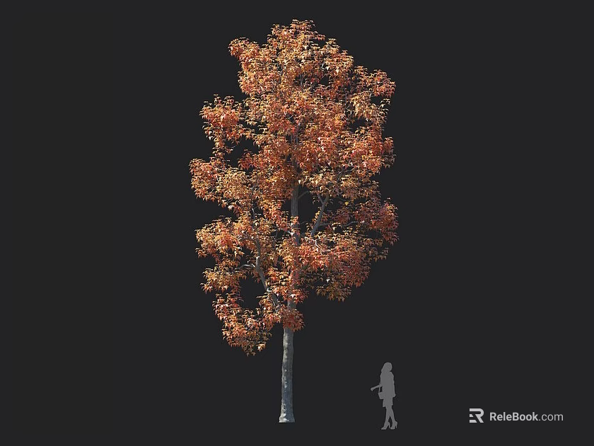 Deciduous Tree with Autumn Orange Red Foliage and Human Silhouette for Scale 3d model 