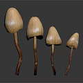 Four Organic Vegetable Mushrooms With Orange Caps And Brown Stems Arranged Neatly