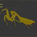 modern mantis sabros winged insect 3d model