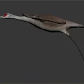 Flying Crane With Red Crown And Grey Brown Feathers In Gradient Grey To Dark Background