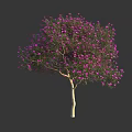 Vibrant Blooming Tree With Abundant Purple Flowers And Light Trunk Against Dark Background