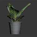Fiddle Leaf Fig Plant With Large Green Leaves In Gray Pot And Soil