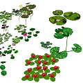 Various Green Garden Plants With Different Leaf Shapes And Colorful Blooms