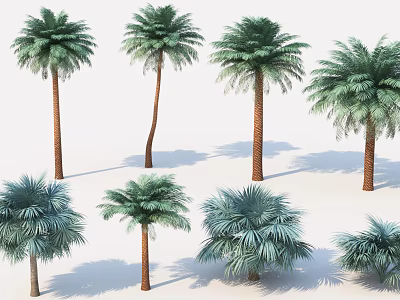 Various Types Of Palm Trees With Different Growth Forms And Green Fronds 3d model