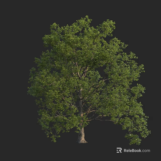 Lush Green Arbor With Dense Foliage And Strong Trunk Structure 3d model 