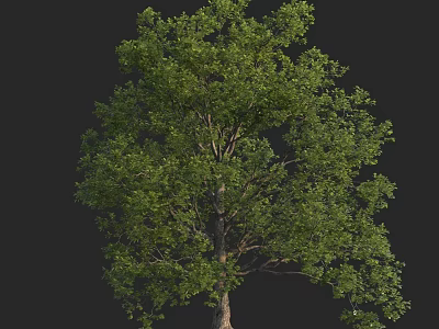 Lush Green Arbor With Dense Foliage And Strong Trunk Structure 3d model