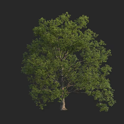 Lush Green Arbor With Dense Foliage And Strong Trunk Structure 3d model