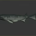 Marine Animal Fish With Green And Gray Body Open Mouth Teeth Fins Tail Dark Background Reflection