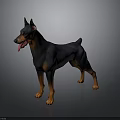 Black and Tan Doberman Standing with Tongue Out on Gray Background Shiny Floor