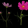 Pink Cosmos Flowers With Feathery Leaves Stems And Buds On Black Background