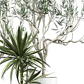 Bonsai Potted Plants In White Pots With Metal Stands For Indoor Decorative