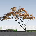 Deciduous Tree with Orange Yellow Leaves and Curved Branches Blue Sky White Wall Green Grass