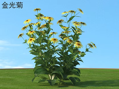Black-eyed Susan Flowers With Yellow Petals Green Leaves Against Blue Sky And Green Grass 3d model