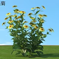 Black-eyed Susan Flowers With Yellow Petals Green Leaves Against Blue Sky And Green Grass