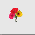 Vibrant Hibiscus Flowers in Red Pink and Yellow with Fresh Green Leaves