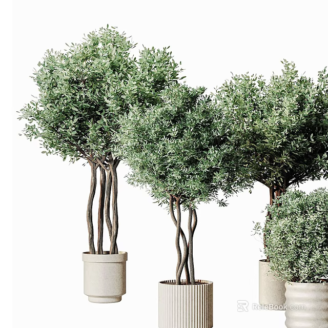 Olive Tree Bonsai Plants With Curved Trunks And Green Foliage In Ceramic Pots 3d model 