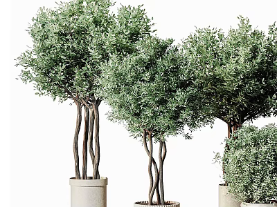 Olive Tree Bonsai Plants With Curved Trunks And Green Foliage In Ceramic Pots 3d model