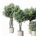 Olive Tree Bonsai Plants With Curved Trunks And Green Foliage In Ceramic Pots