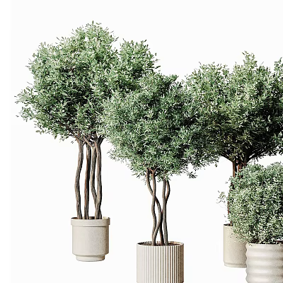 Olive Tree Bonsai Plants With Curved Trunks And Green Foliage In Ceramic Pots 3d model