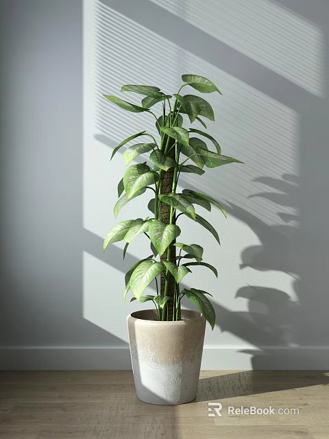 Lush Green Potted Bonsai Plant With Dense Foliage In Light Ceramic Pot Indoor Sunlight Shadows 3d model 