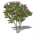 Lilac Tree With Abundant Purple Blossoms And Lush Green Leaves