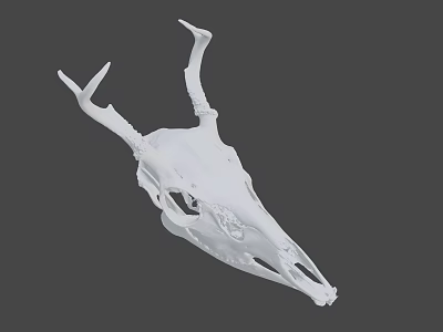 White Deer Skull With Intricate Antler Structure And Detailed Bone Features 3d model
