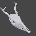 White Deer Skull With Intricate Antler Structure And Detailed Bone Features