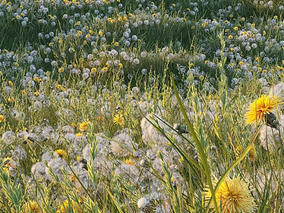 Beautiful Blooming Flowers In Green Grass Field With White Dandelions And Yellow Blooms 3d model