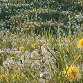 Beautiful Blooming Flowers In Green Grass Field With White Dandelions And Yellow Blooms