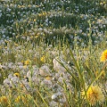 Modern Grassland with Wildflowers 3d model